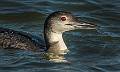 image by Kirms Photography Common Loon-1